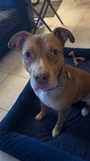 ROCKO - Photo 6
