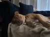 ROCKO - Photo 7
