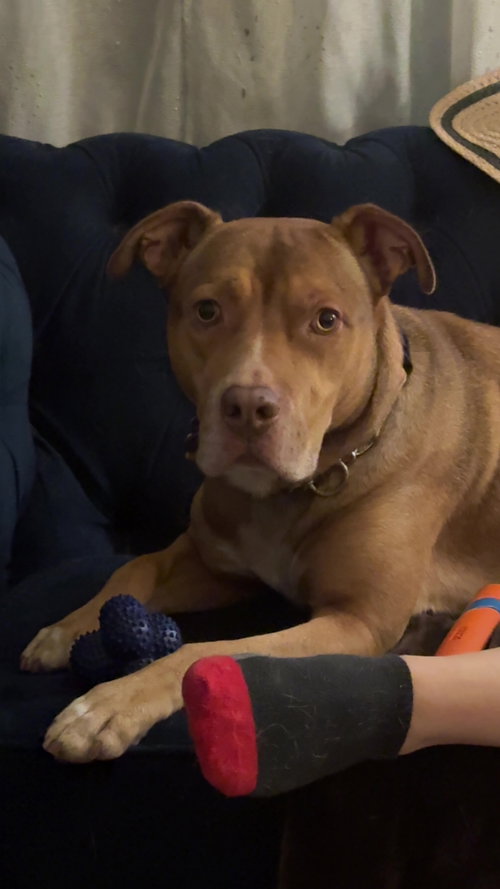 ROCKO - Staffordshire Bull Terrier / Boxer available for adoption