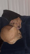 ROCKO - Photo 4