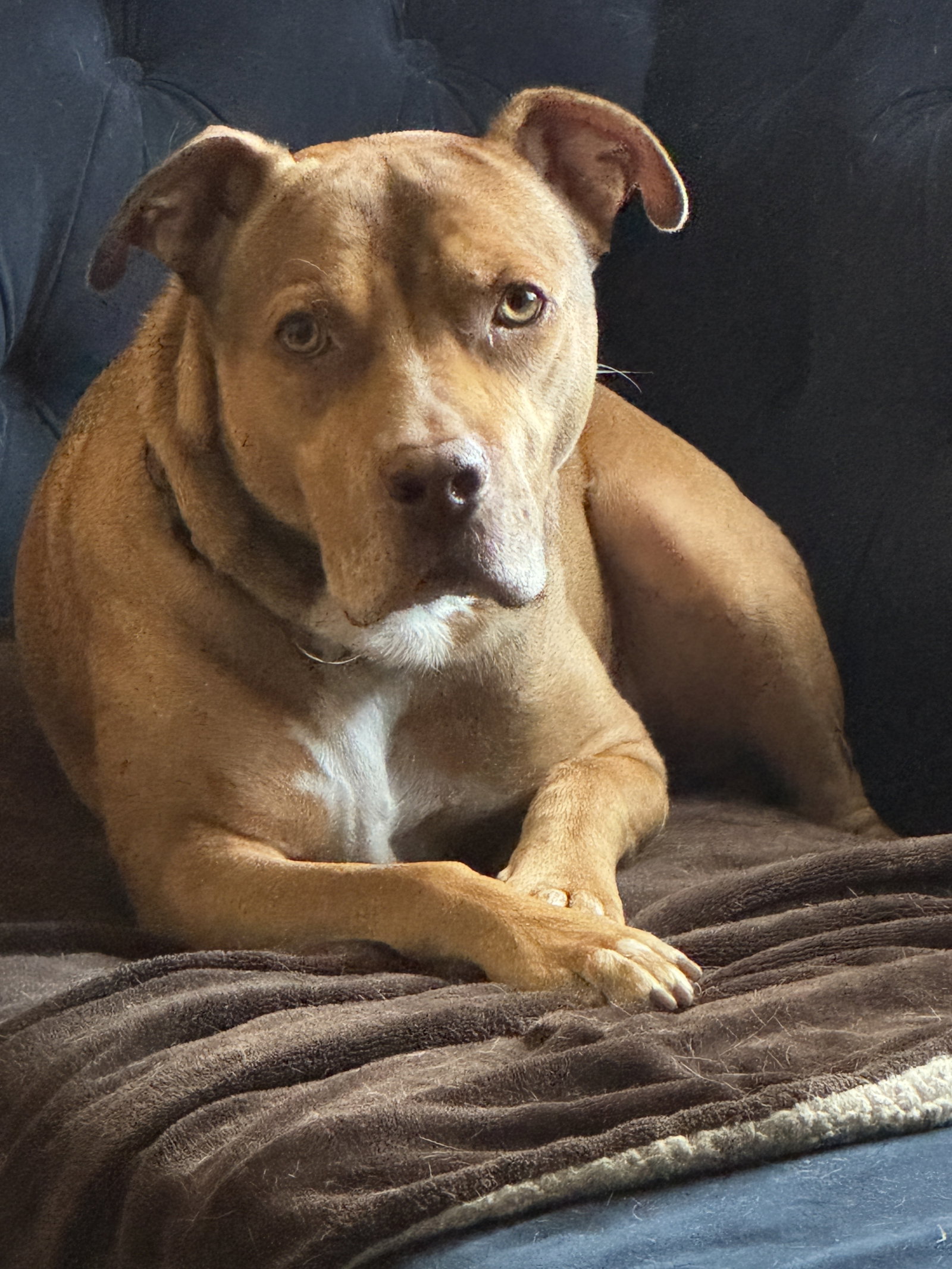 ROCKO Image