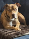 ROCKO - Photo 1