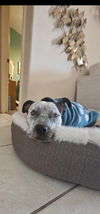 adoptable Dog in Chandler, AZ named BONNIE #4