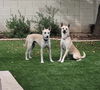 adoptable Dog in , AZ named FOREST & MAGGIE