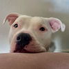 adoptable Dog in , AZ named ROSIE #9