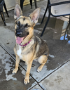 adoptable Dog in Chandler, AZ named KAI