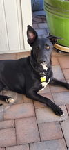 adoptable Dog in Chandler, AZ named ATHENA