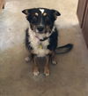 adoptable Dog in  named KIA