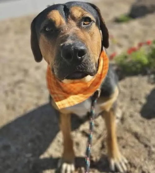 RALPH LAUREN - Beagle / Hound available for adoption