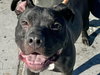 PARKER - Photo 4