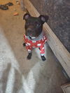 adoptable Dog in Chandler, AZ named PARKER