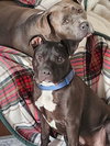 PARKER - Photo 5