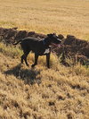 PARKER - Photo 6