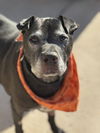 adoptable Dog in Chandler, AZ named THOR #8