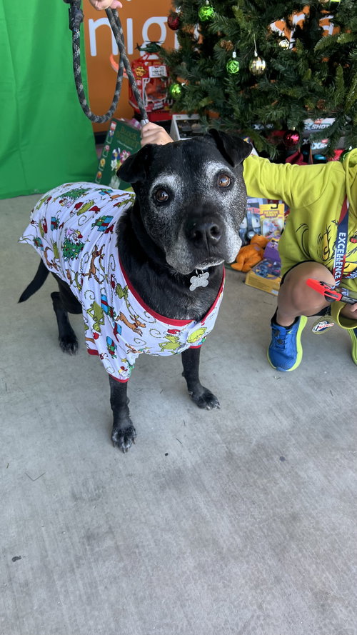 THOR #8 - Labrador Retriever / Chinese Shar-Pei available for adoption