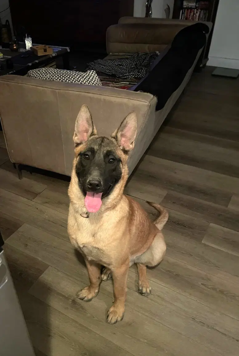 Rocky - Belgian Shepherd Malinois