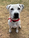 ATTICUS - Photo 6