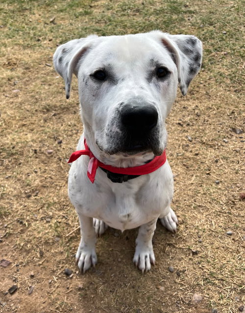 Photo of ATTICUS