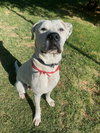 ATTICUS - Photo 8