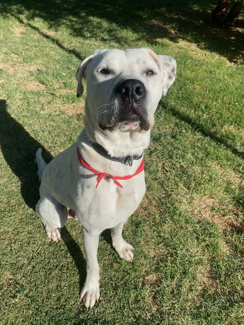 Photo of ATTICUS
