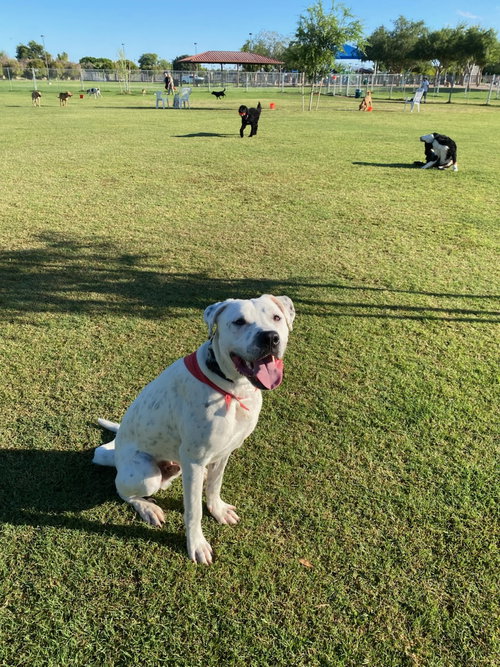 Photo of ATTICUS