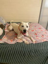 ATTICUS - Photo 5
