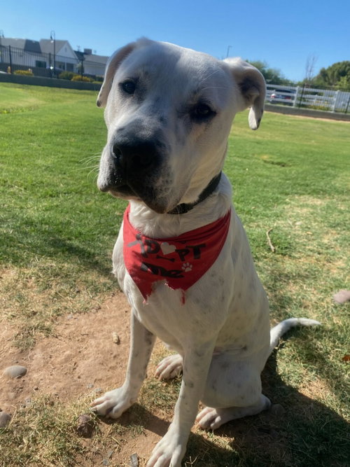 Photo of ATTICUS