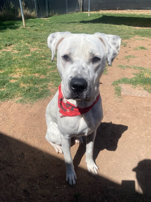Photo of ATTICUS