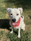 adoptable Dog in Chandler, AZ named Atticus