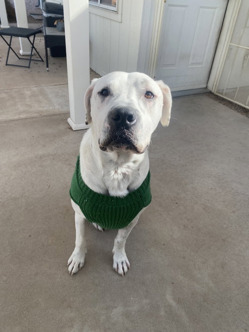 Photo of ATTICUS