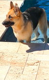 adoptable Dog in Chandler, AZ named ROSE