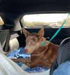 adoptable Dog in Chandler, AZ named OLLIE #2