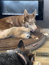 OLLIE #2 - Photo 6