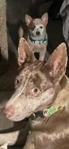 OLLIE #2 - Photo 3