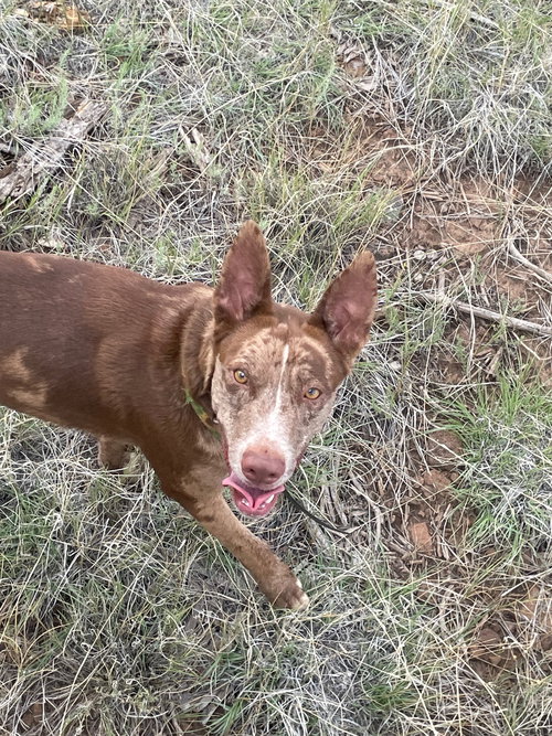 OLLIE #2 - Catahoula Leopard Dog / Australian Cattle Dog/Blue Heeler available for adoption