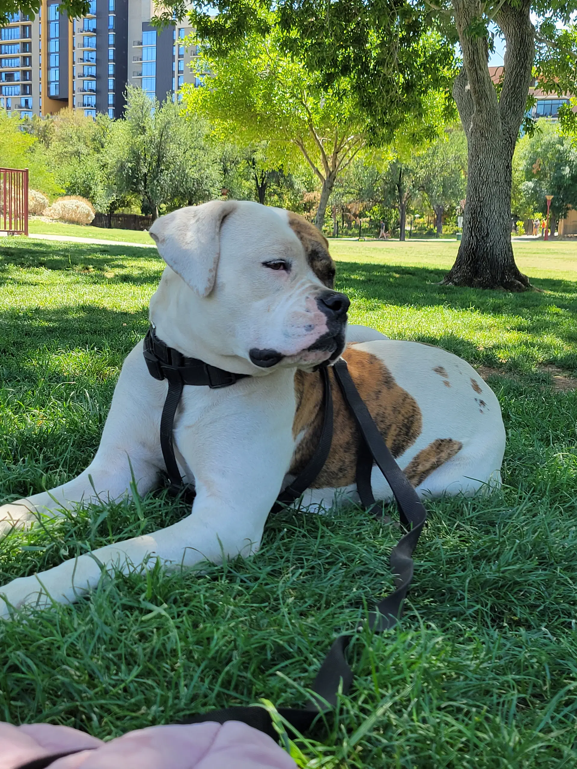 Freya - American Pit Bull Terrier
