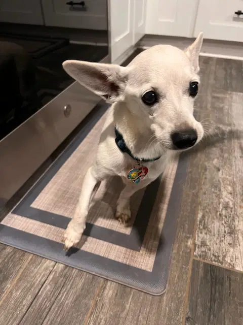 Penny - Chihuahua