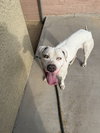 OLAF - Photo 19