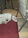 OLAF - Photo 22