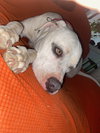 OLAF - Photo 20
