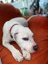 OLAF - Photo 21