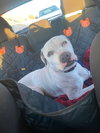 OLAF - Photo 18