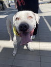 OLAF - Photo 16