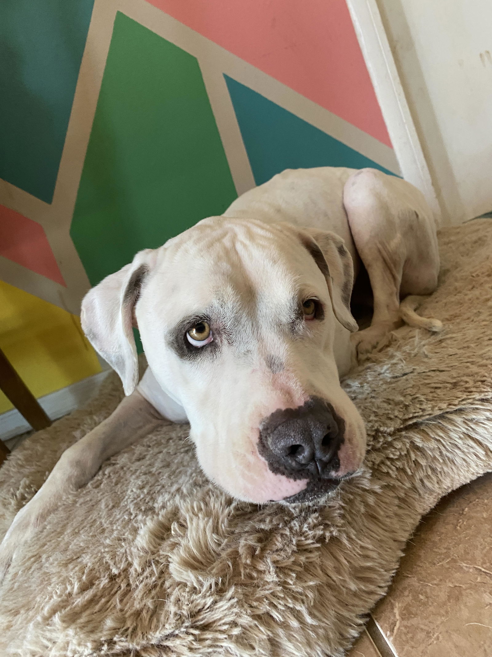 adoptable Dog in Chandler, AZ named OLAF