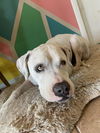 adoptable Dog in  named OLAF