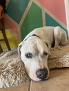 OLAF - Photo 15