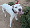 OLAF - Photo 5