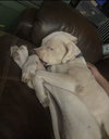 OLAF - Photo 2
