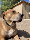 CHARLIE BROWN - Photo 2