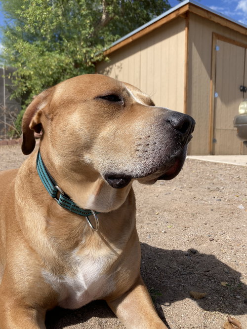 CHARLIE BROWN - American Staffordshire Terrier available for adoption